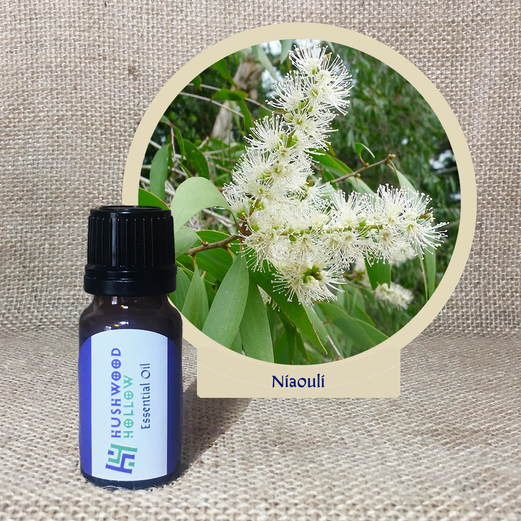 Niaouli - 20% perfumery tincture