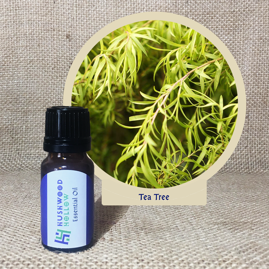 Tea Tree - Pure Therapeutic Grade Essential Oil - Hushwood Hollow