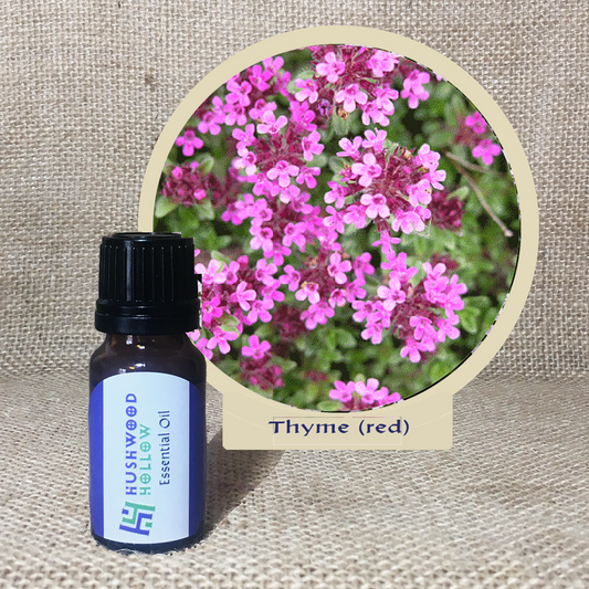 Thyme (red) - Pure Therapeutic Grade Essential Oil - Hushwood Hollow