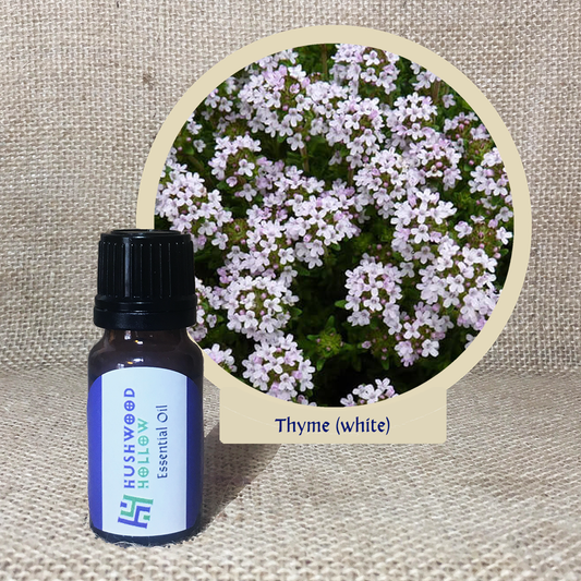 Thyme (white) - 20% perfumery tincture