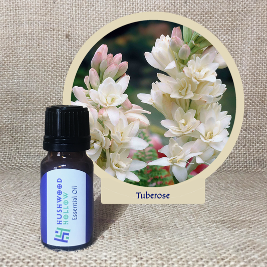 Tuberose 100% - Pure Therapeutic Grade Essential Oil - Hushwood Hollow