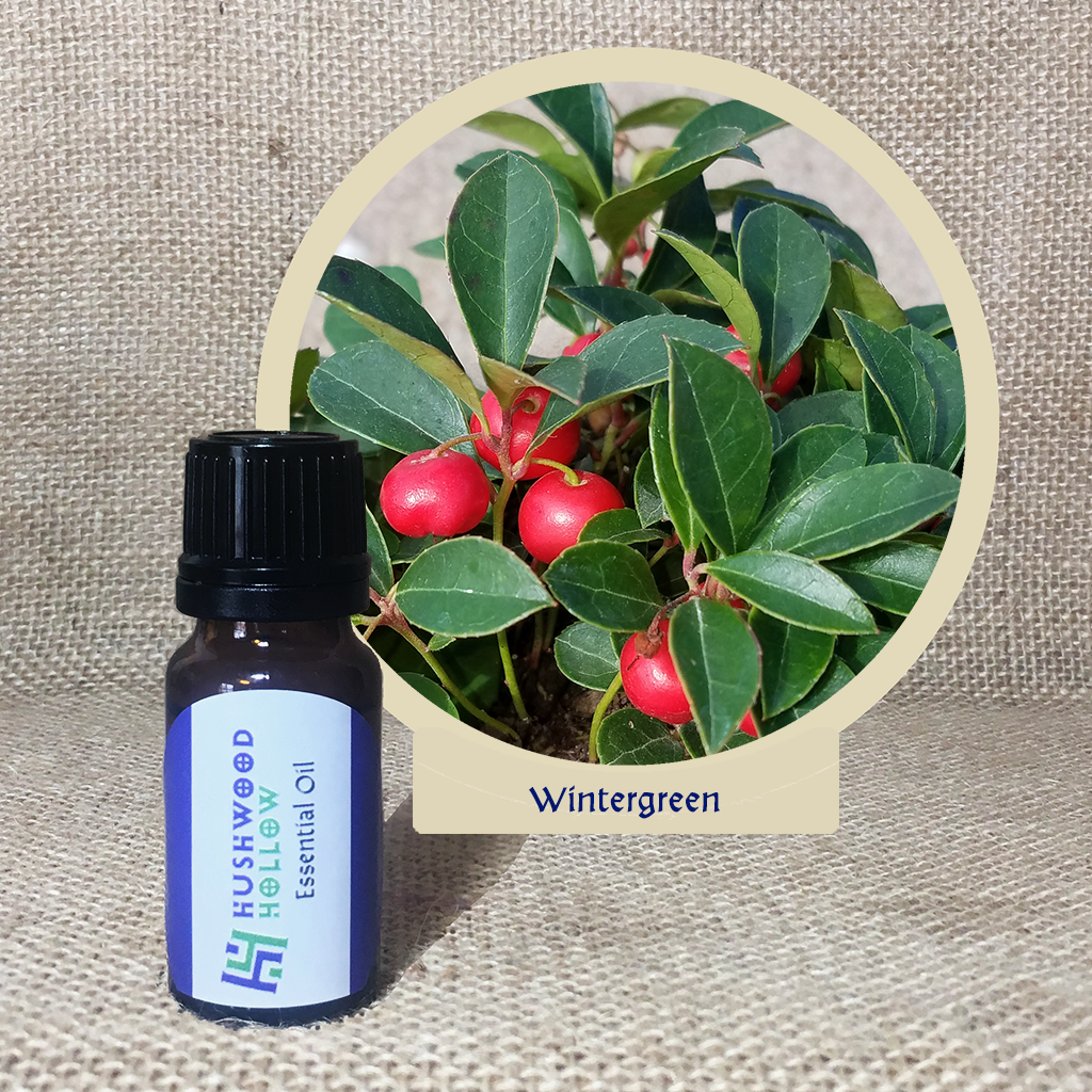 Wintergreen - 20% perfumery tincture