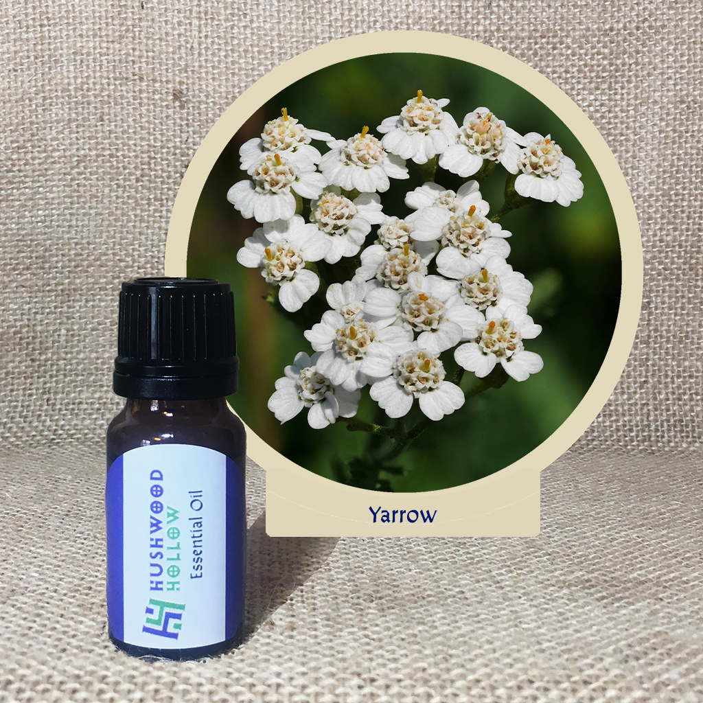 Yarrow - 20% perfumery tincture