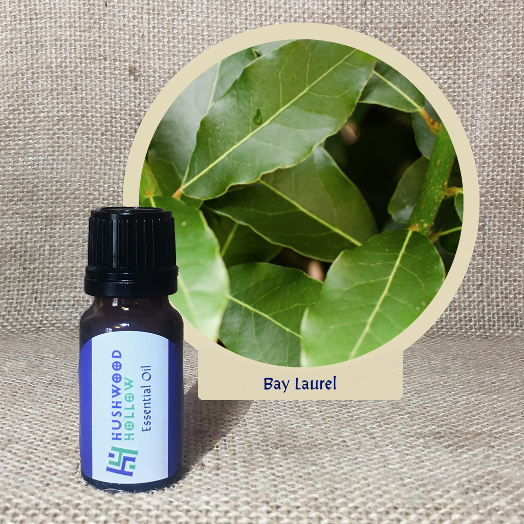 Bay Laurel - 20% perfumery tincture