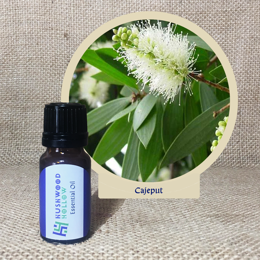 Cajeput - 20% perfumery tincture