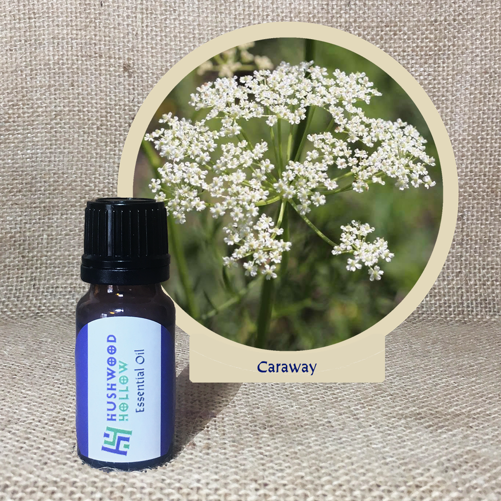 Caraway - 20% perfumery tincture