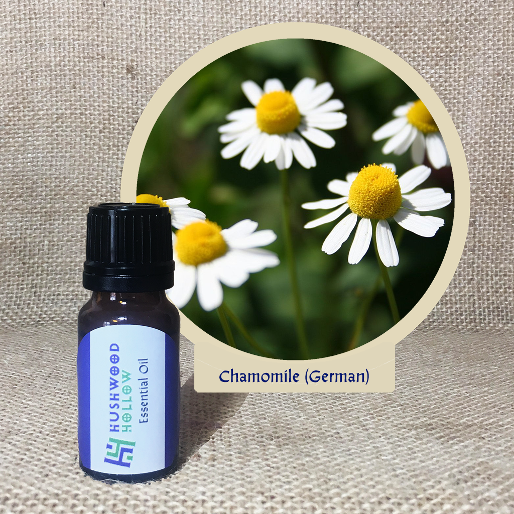 Chamomile German - 20% perfumery tincture