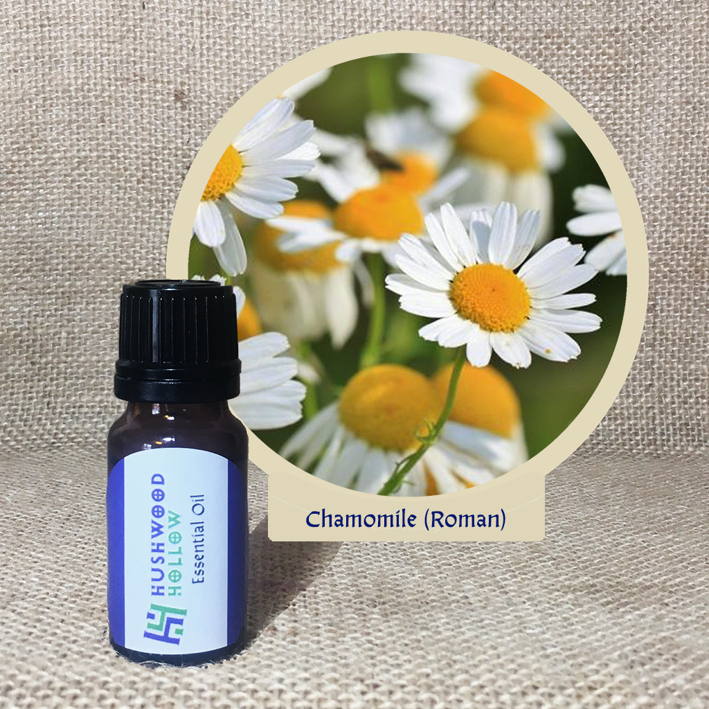 Chamomile Roman - 20% perfumery tincture