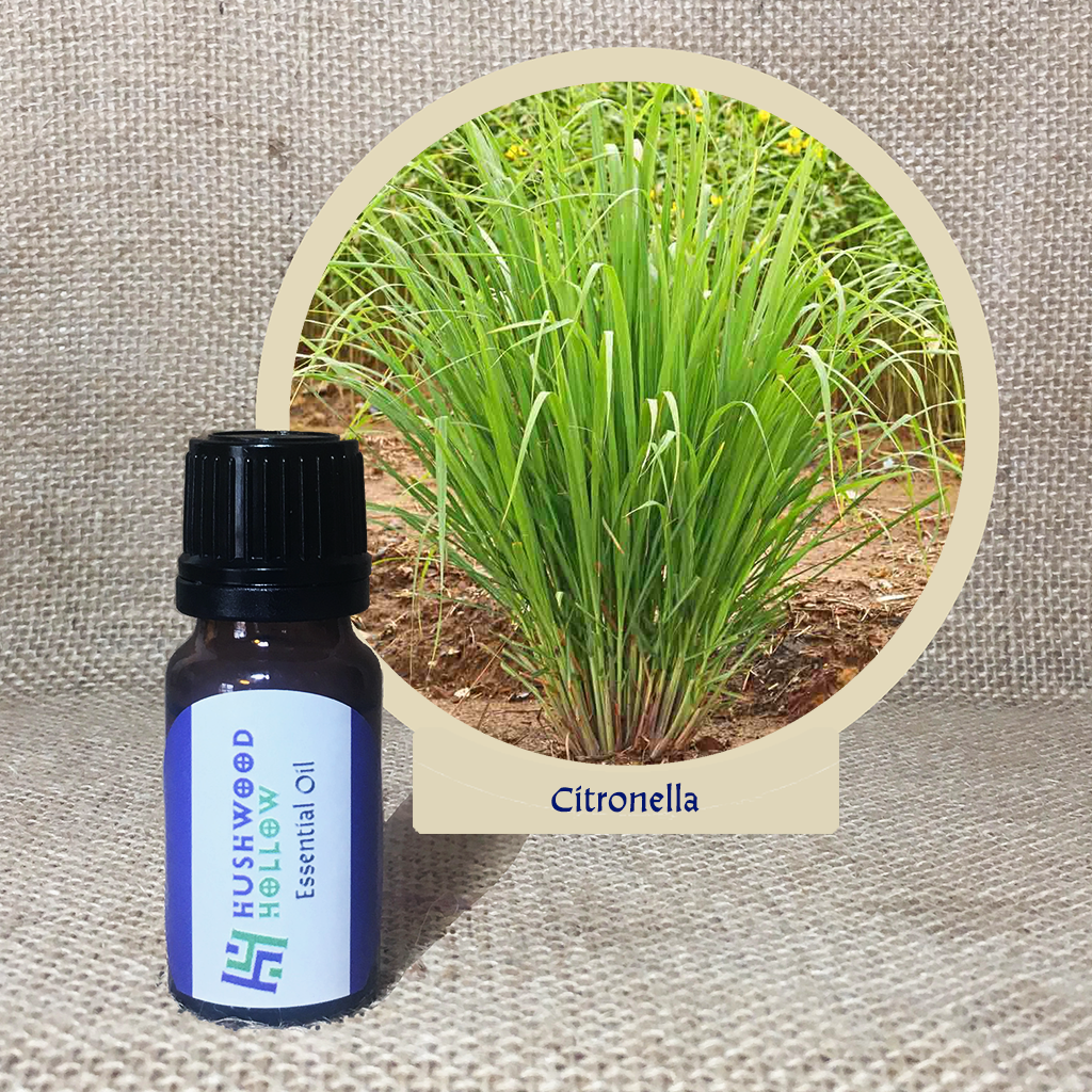 Citronella - 20% perfumery tincture