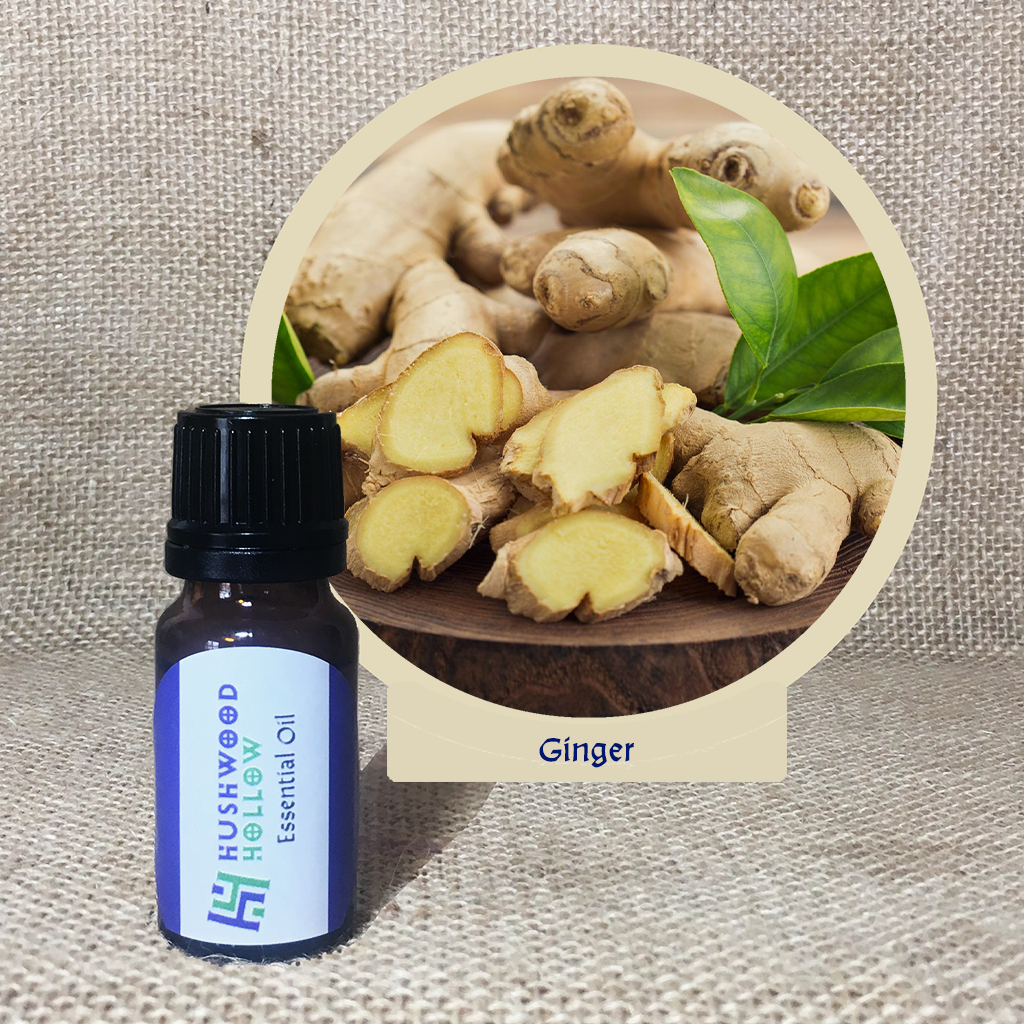 Ginger - 20% perfumery tincture