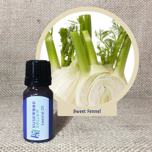 Sweet Fennel - Pure Therapeutic Grade Essential Oil - Hushwood Hollow